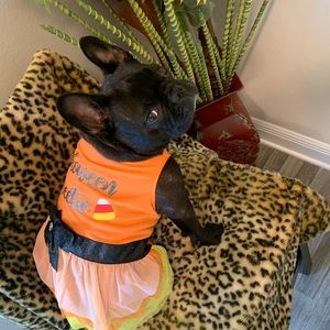 🎃 Sassy Halloween Pet Dress NWT